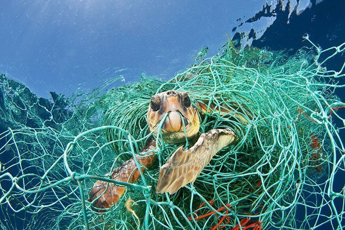 А именно - рыбацкие сети, в которые черепахи попадают вместе с рыбой, в которых запутываются и в итоге погибают