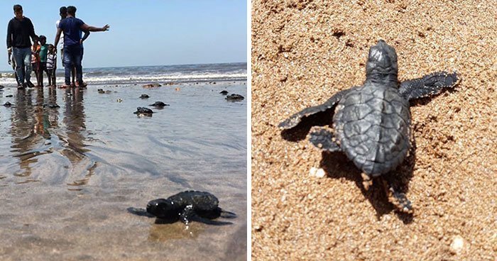 После расчистки пляжа в Мумбаи туда впервые за 20 лет вернулись черепахи