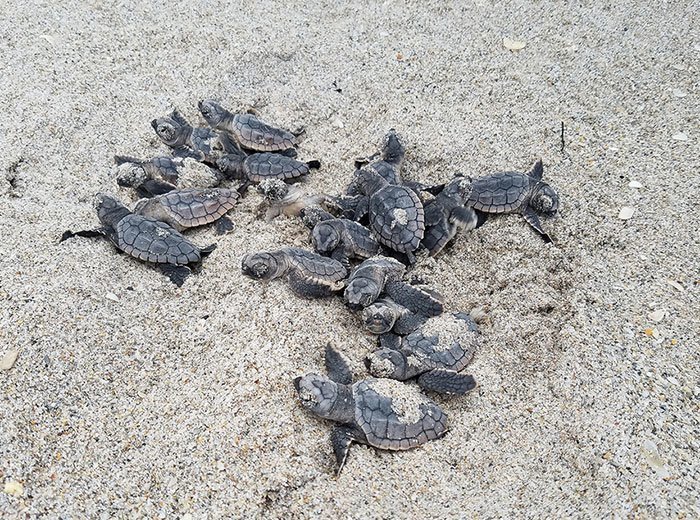 После расчистки пляжа в Мумбаи туда впервые за 20 лет вернулись черепахи