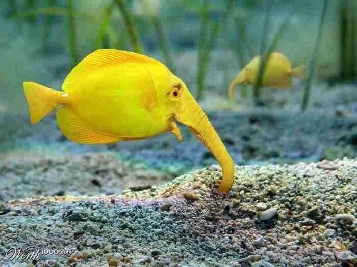 рыба- жёлтый хоботок.