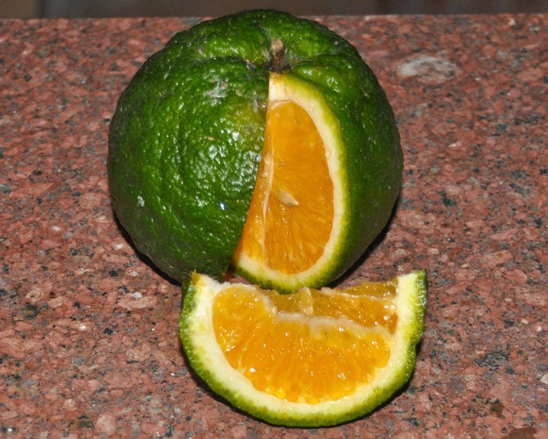 Незелёный зелёный апельсин
