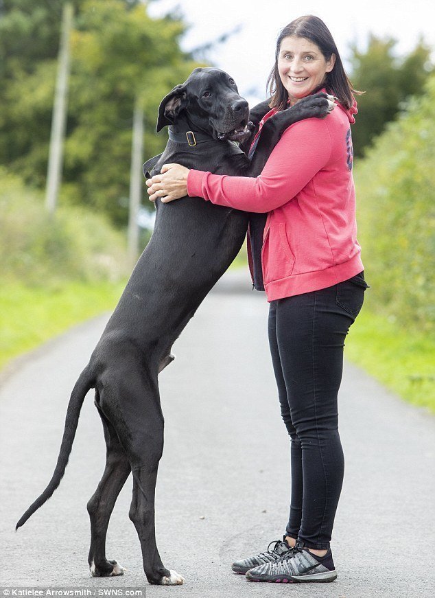Хозяева Арни - Джули и Колин Рейд из Стоунхауса (графство Ланкашир) - взяли его из собачьего приюта Dogs Trust