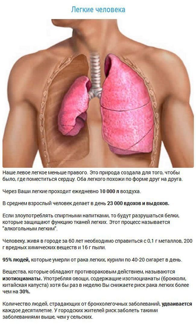 Факты об органах человека