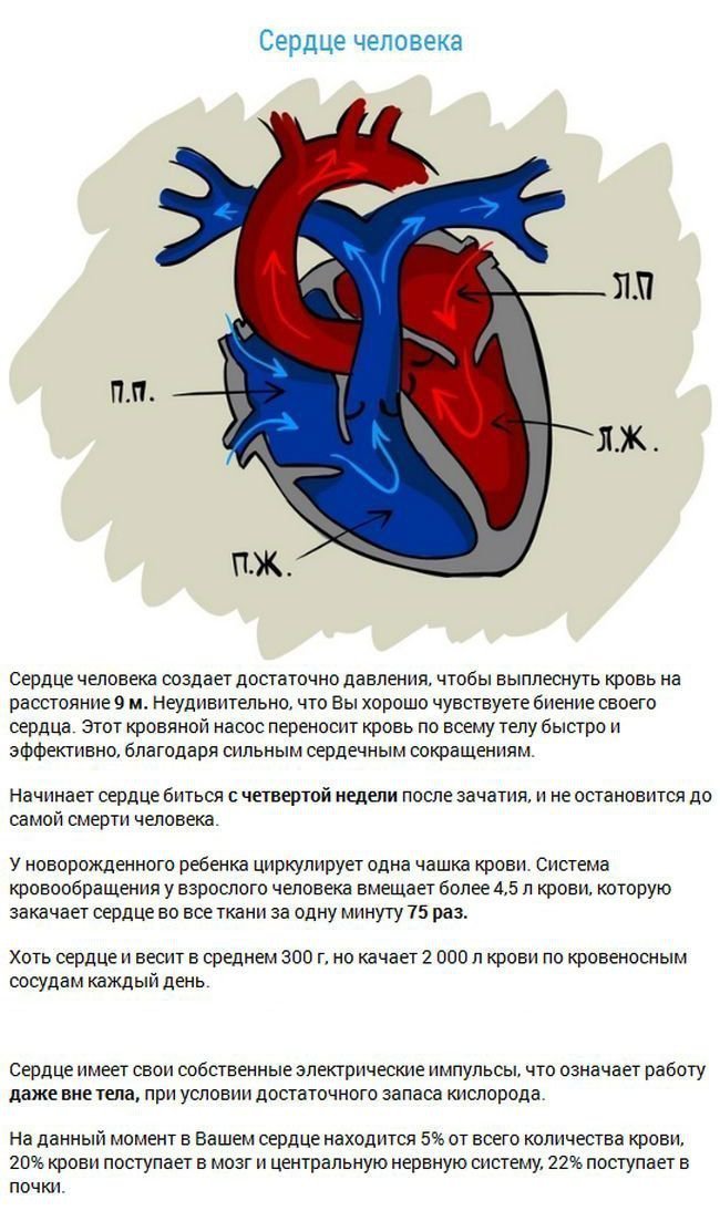 Факты об органах человека