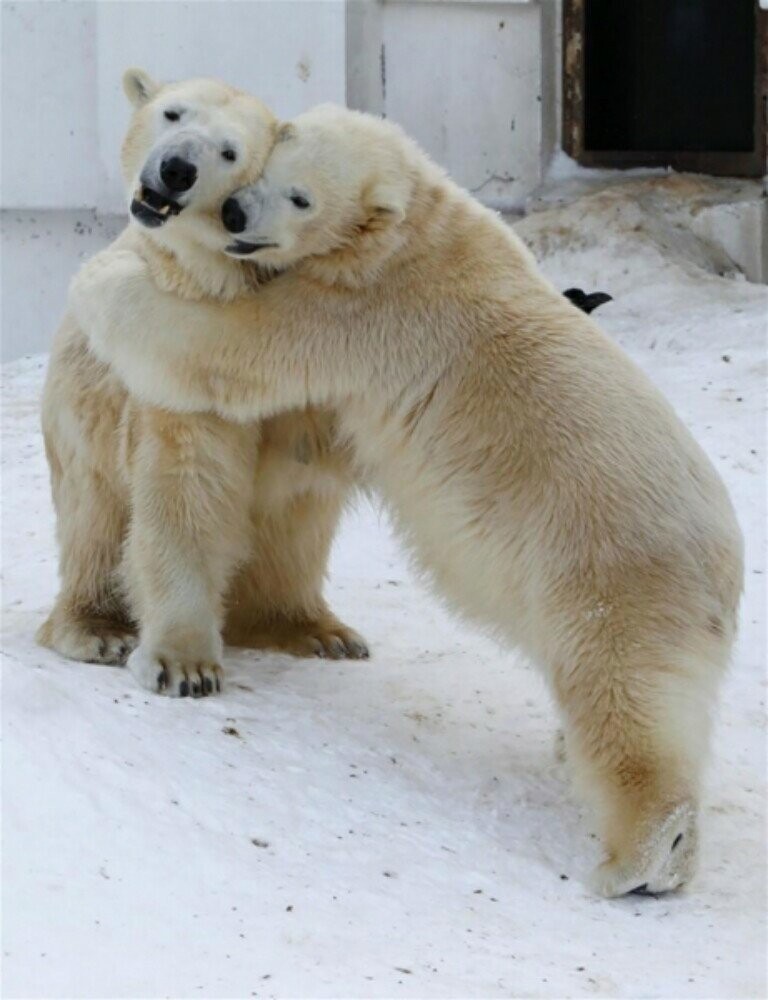 Любовь в мире животных