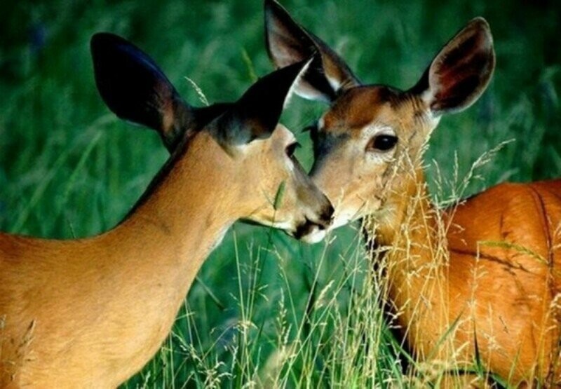 Любовь в мире животных