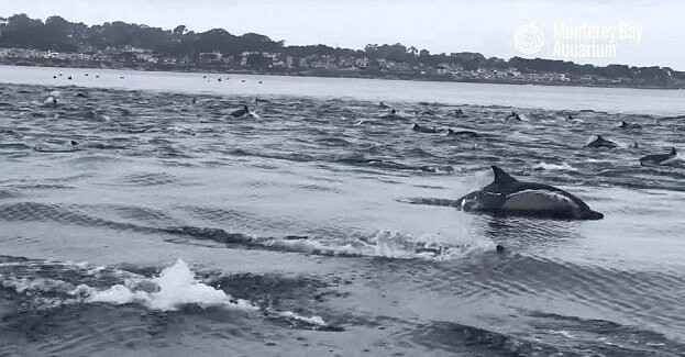 Гигантская стая дельфинов оживила океан