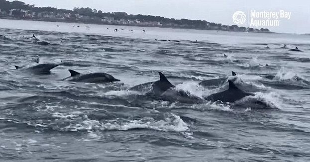 Гигантская стая дельфинов оживила океан