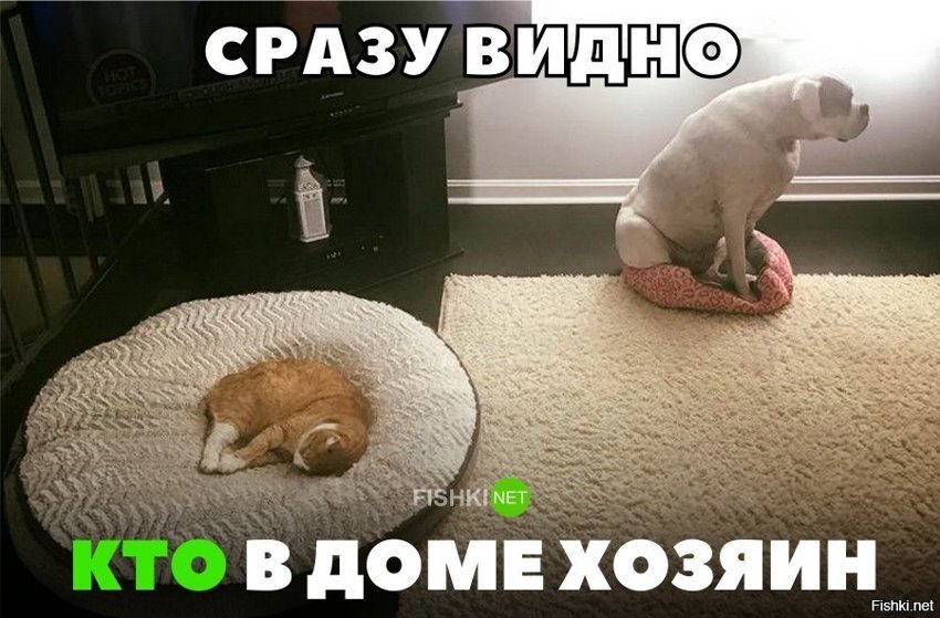 Сразу видно , кто в доме хозяин
