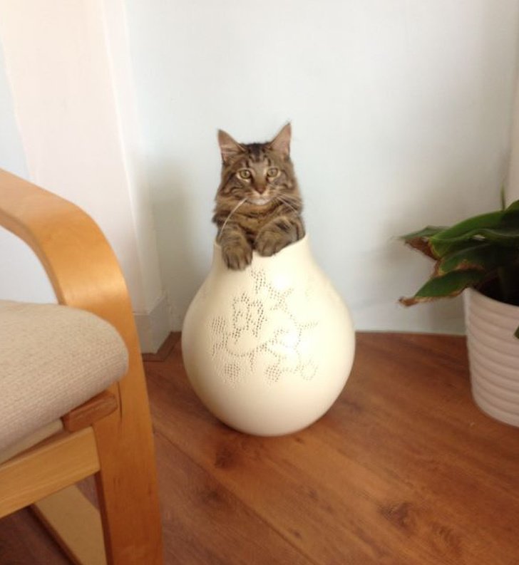 Просто кот в вазе. Ничего необычного