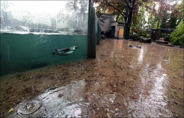 Наводнение в пражском зоопарке