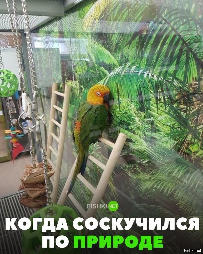 Когда соскучился по природе