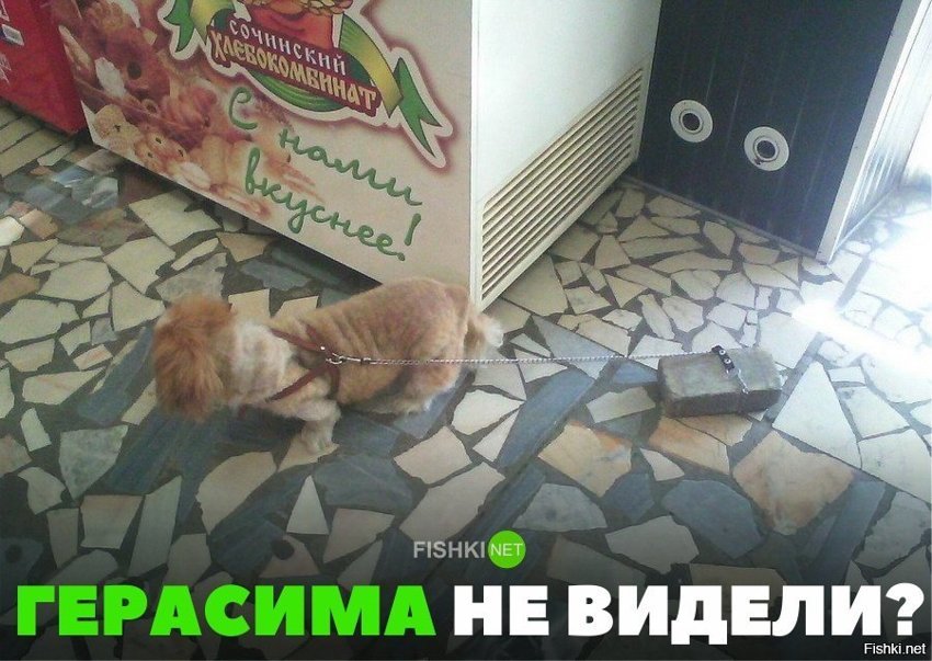 Герасима не видели?