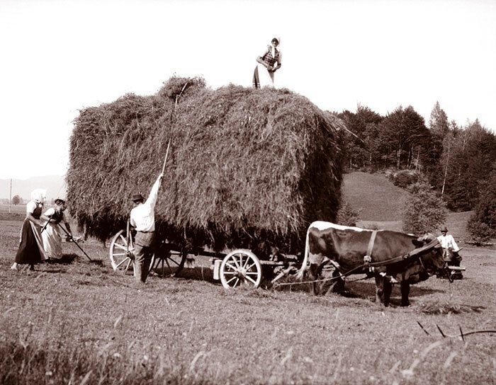 Вывоз сена на быках, Австрия