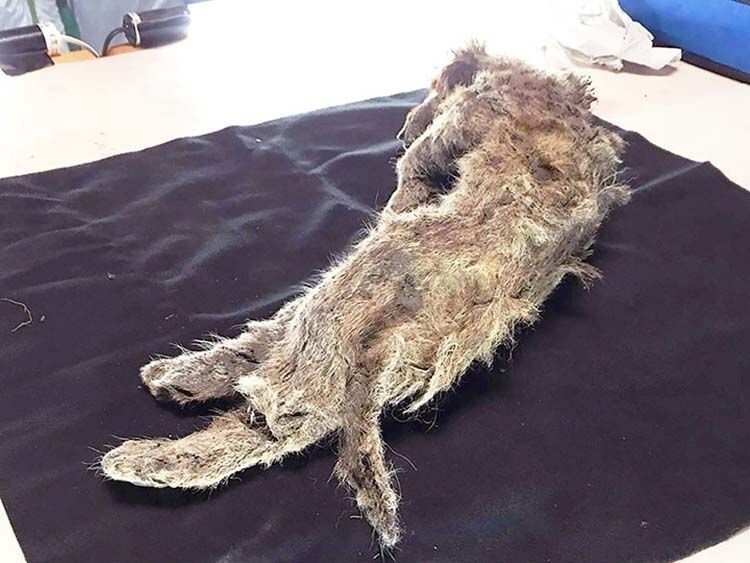 В вечной сибирской мерзлоте обнаружен 50-тысячелетний пещерный львёнок