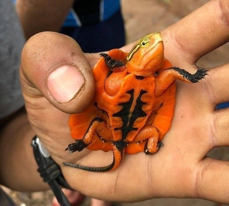 12. Это реально существующая оранжевая черепашка, найденная во Вьетнаме