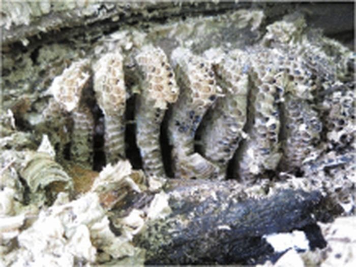 В Польше ученые нашли мумию мужчины с беличьим гнездом внутри