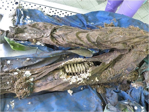 В Польше ученые нашли мумию мужчины с беличьим гнездом внутри