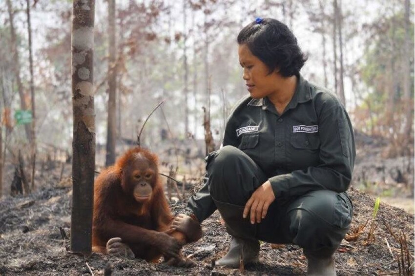 Орангутанг после лесных пожаров в Индонезии