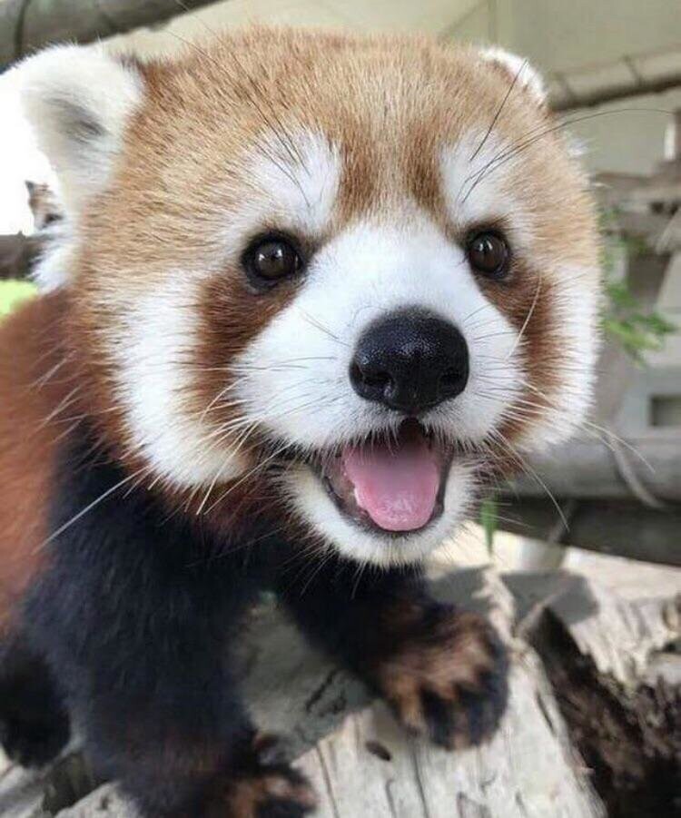 Очаровательная красная панда