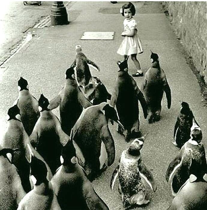 Стая пингвинов следует за маленькой девочкой по улице, 1930-е годы