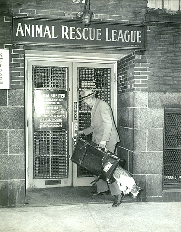 Кошка убегает из Лиги спасения животных. 1930-е годы