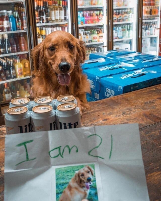 "Мне 21" — кто-то послал эту собаку за пивом, и кажется, это самая милая попытка обманом купить алкоголь