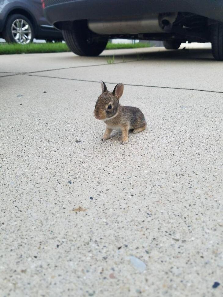 Вы когда-нибудь видели такого крохотного крольчонка?