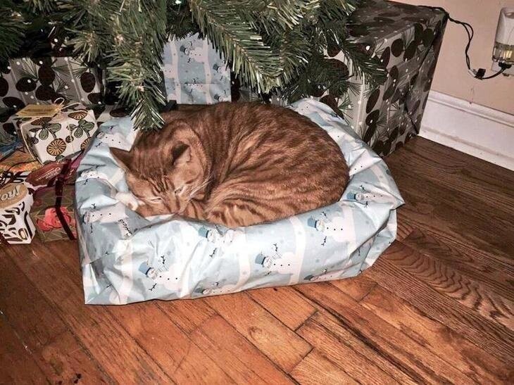 Похоже этот кот уже знает, что Дед Мороз подарит ему в этом году