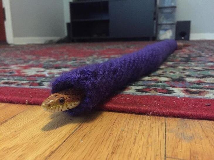 Змея в  свитере, связанном вручную