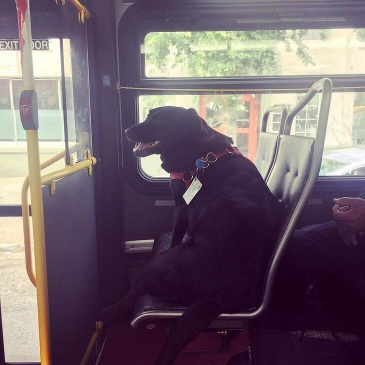 Каждый день этот пёс садится в автобус и сам едет в собачий парк, и у него даже есть собственный проездной
