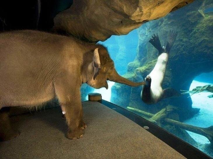 Смотрители зоопарка в Орегоне провели слониху по кличке Чендра по территории зоопарка, чтобы познакомить её с другими обитателями. Больше всего ей понравились морские львы
