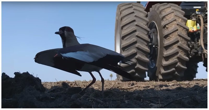 Фермер поднял тракторную сеялку, чтобы не навредить птице, высиживающей яйца