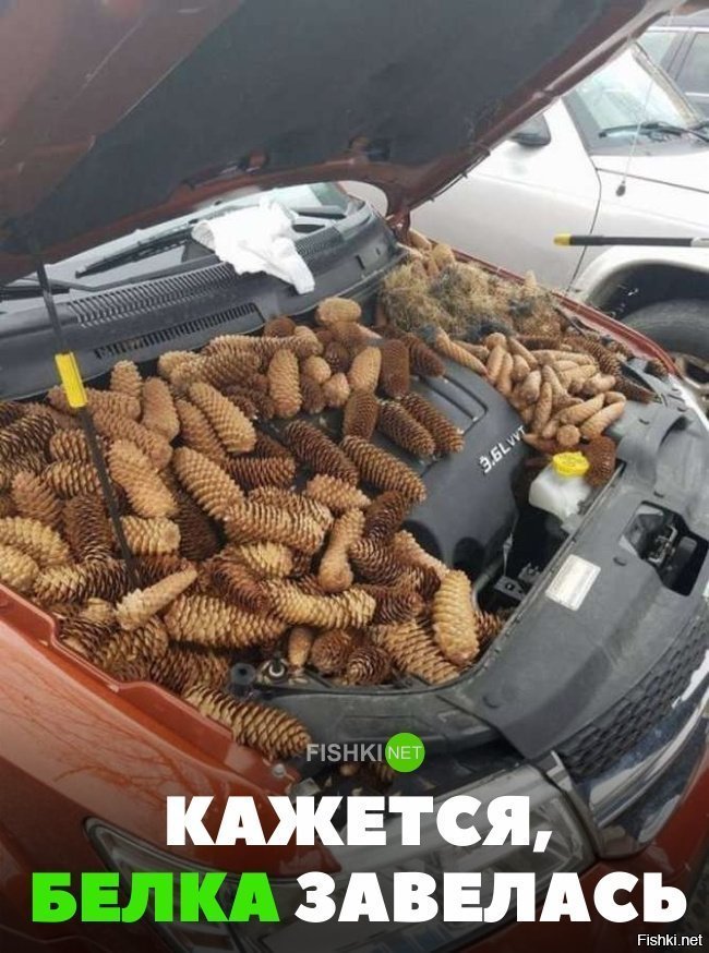 Белка завелась