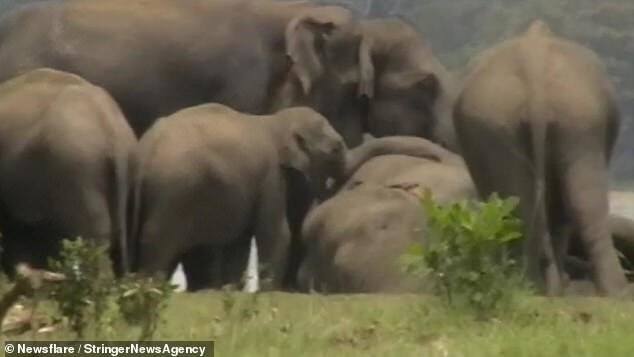 Такое необычное скопление слонов привлекло местных жителей, поспешивших сделать фотографии и видео