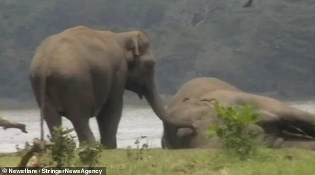 Некоторые из слонов даже дотрагиваются до него хоботом, как бы лаская и общаясь с ним в последний раз.