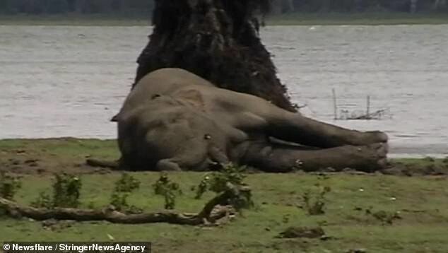 Видео: слоны прощаются с погибшим вожаком