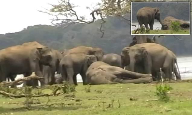 Видео: слоны прощаются с погибшим вожаком