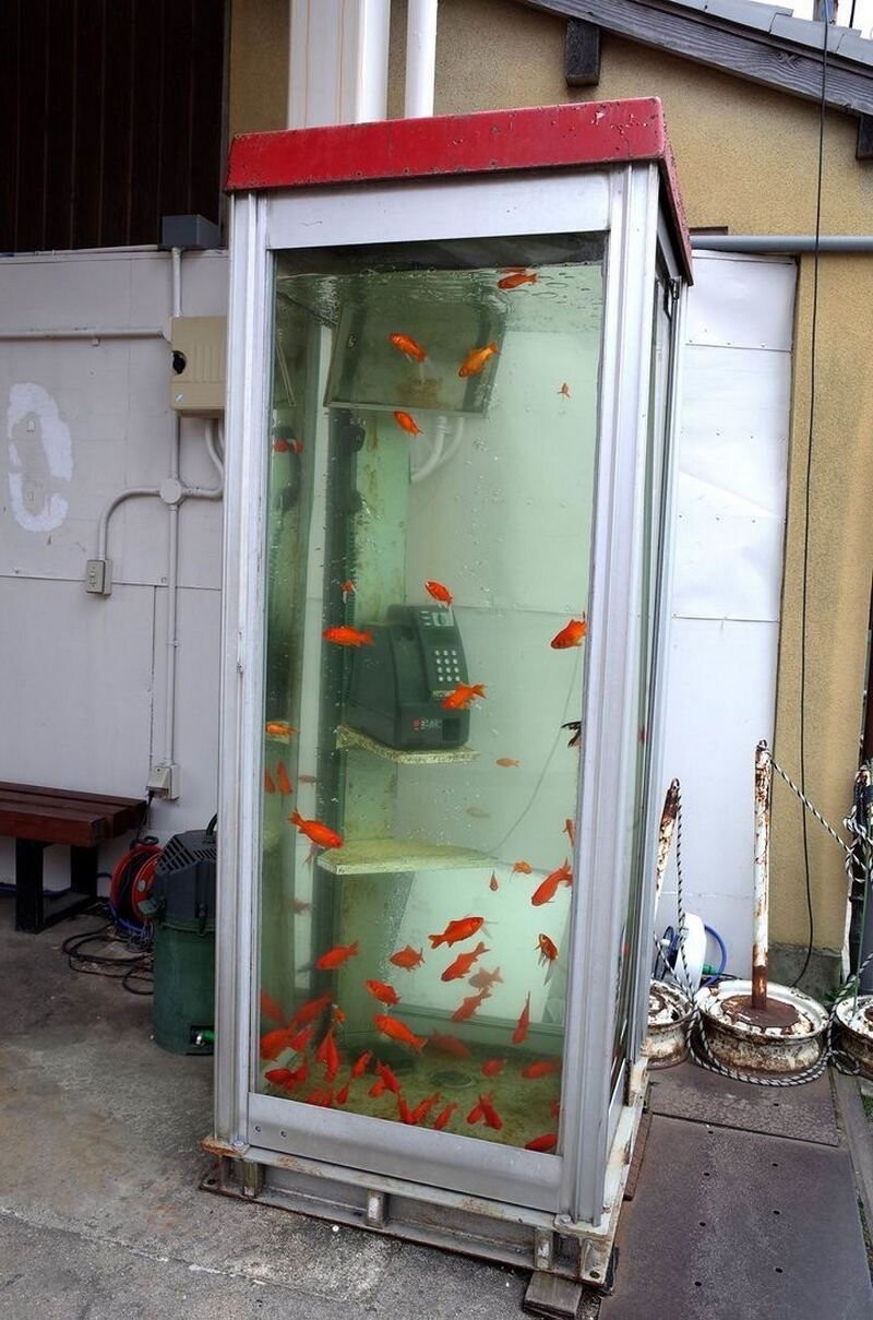 Будка-аквариум