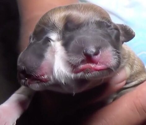 В Перу родился двухмордый щенок, которого пользователи сети назвали "исчадием сатаны": видео