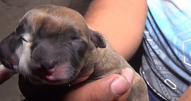 В Перу родился двухмордый щенок, которого пользователи сети назвали "исчадием сатаны": видео