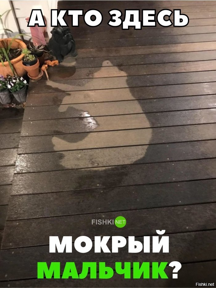 Мокрый пёс