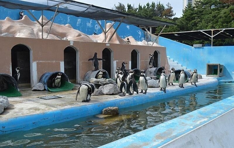 Бывшие сотрудники парка подкармливают животных и вместе с зоозащитниками пытаются найти возможность перевезти дельфина, пингвинов и других животных в новый дом. Однако пока что никаких результатов нет