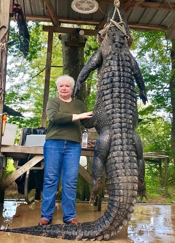 73-летняя Джуди Кокран одним выстрелом убила 3,6-метрового аллигатора на своем ранчо в Гудриче