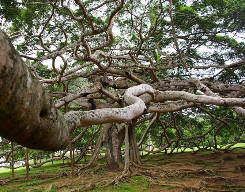 Огромный лес всего из одного дерева
