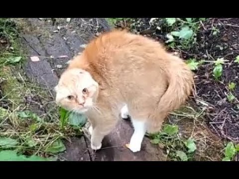 Говорящий кот — посты на Fishki