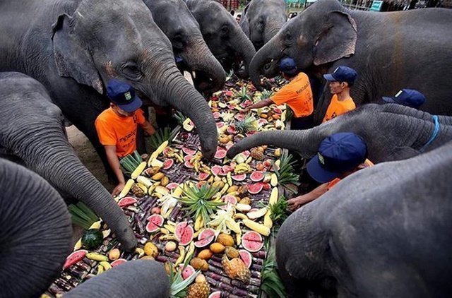 Сотрудники лагеря Winga Baw вместе со своими подопечными отмечают Всемирный день слонов. Баго, Мьянма