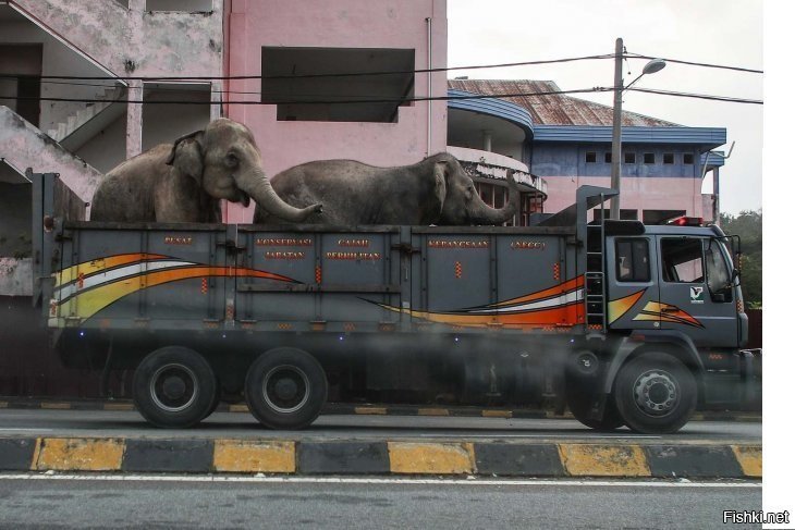По улицам слонов возили