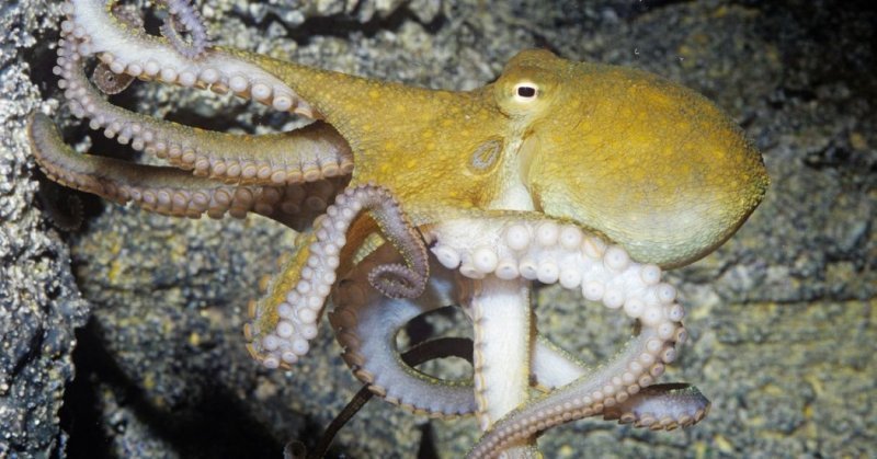 Ученые накормили осьминогов «экстази», чтобы исследовать их поведение