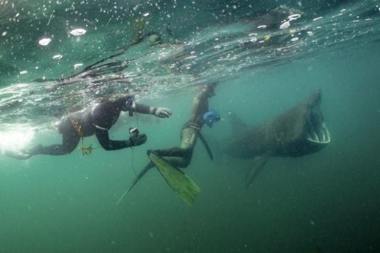 Дайверы спустились под воду и напоролись на акулу-гиганта